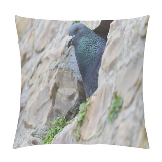 Personality  Common Pigeon (columba Livia) Pillow Covers