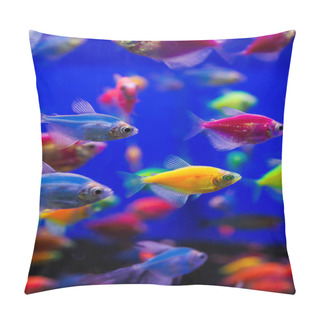 Personality  Assortment Of Ternetia Glofish In Blue Aquarium Pillow Covers