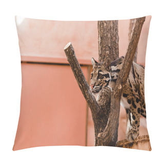 Personality  Selective Focus Of Leopard Standing Near Tree In Zoo   Pillow Covers