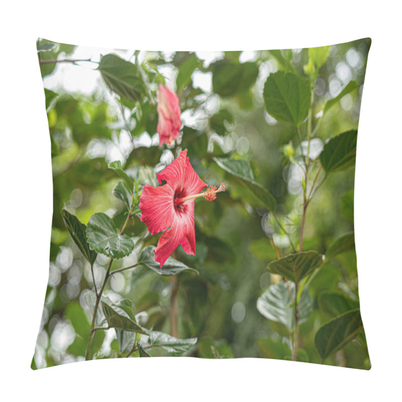 Personality  Red Hibiscuses Flower of the Genus Hibiscus pillow covers