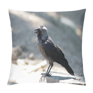Personality  Jackdaw Pillow Covers