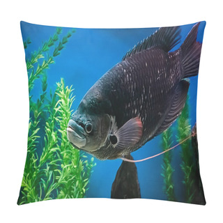 Personality  A Large Black Freshwater Fish Osphronemus Goramy Slowly Swims In Blue Water. Underwater, Selective Focus, Motion Blur Image Pillow Covers