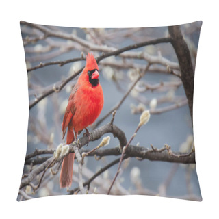 Personality  Close Up Of Bright Red Cardinal Bird Sitting On Tree Branch In Spring. Pillow Covers