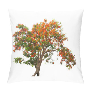 Personality  Flame Tree Or Royal Poinciana Or Flame-boyant On Isolated, An Evergreen Leaves Plant Di Cut On White Background With Clipping Path.  Pillow Covers