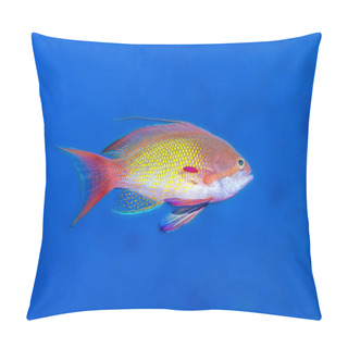 Personality  Vivid Close-up Of A Lyretail Anthias Against A Serene Blue Underwater Backdrop, Showcasing The Beauty Of Marine Life. Pillow Covers
