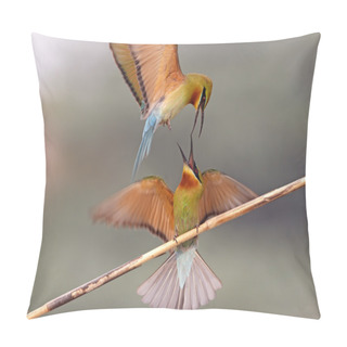 Personality  Blue Tailed Bee Eaters Pillow Covers