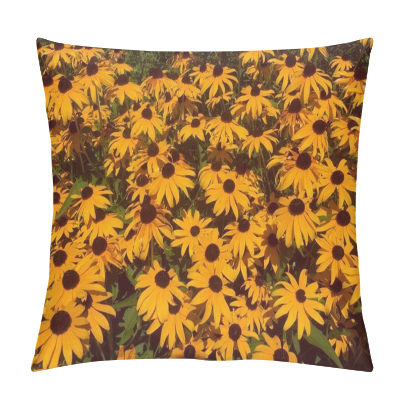 Personality  Black-Eyed Susan Rudbeckia fulgida var. sullivantii `goldsturm` pillow covers