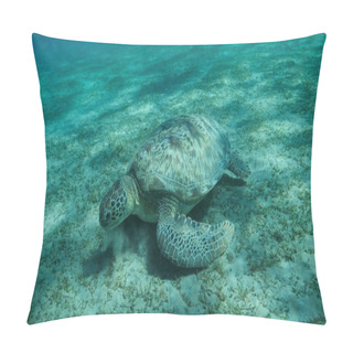 Personality Big Sea Turtle Green Eats Green Sea Grass On The Seabed. Green Sea Turtle (Chelonia Mydas) Underwater Shot, Red Sea, Egypt Pillow Covers