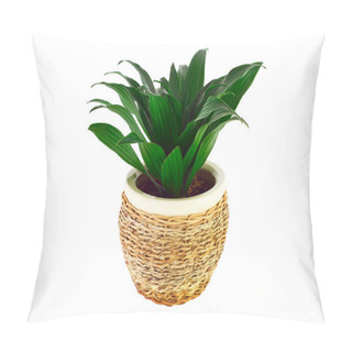 Personality  The Image Of A Flower In A Pot Of Room Dracaena Pillow Covers