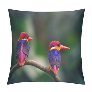 Personality  Black Kingfisher In Thailand Nation Park Petchburi Provent Pillow Covers