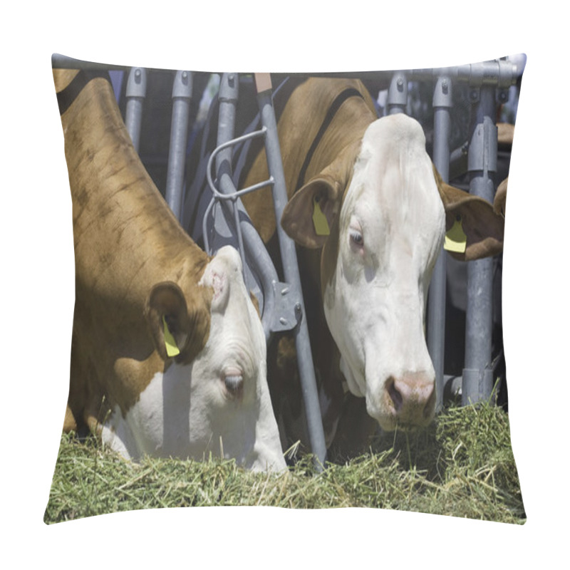 Personality  Two simmental cows pillow covers