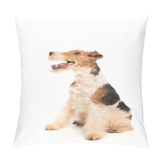 Personality  Wirehaired Fox Terrier With Open Mouth Sitting On White Pillow Covers