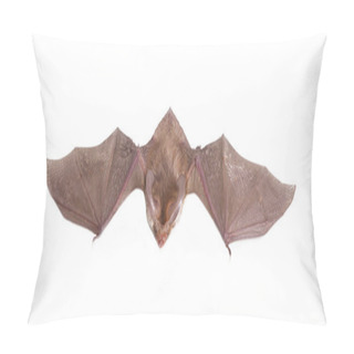 Personality  Long-eared Bat Isolated On White Pillow Covers