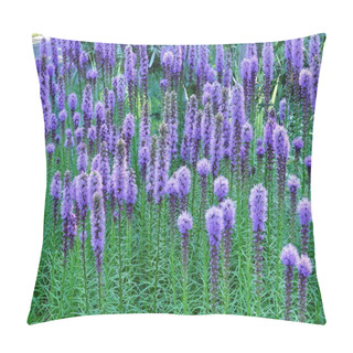 Personality  Purple Blooms On A Gayfeather Liatris Plant Pillow Covers