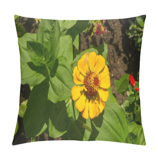 Personality  Zinnias Are Annual Plants, Shrubs And Sub-shrubs Growing Mainly In North America, Zinnias Can Be White, Greenish Yellow, Yellow, Orange, Red, Purple Or Lilac. Pillow Covers