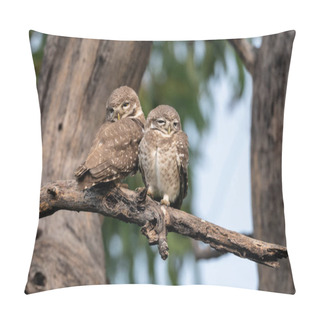 Personality  Jungle Owlets, Small Birds From The Owl Family. Pillow Covers