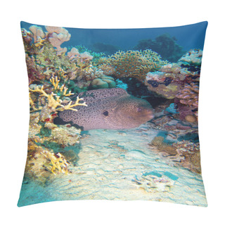 Personality  Colorful, Picturesque Coral Reef At The Bottom Of Tropical Sea, Hard Corals And Great Moray Eel, Underwater Landscape Pillow Covers