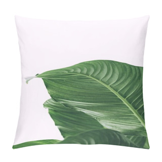 Personality  Beautiful Shot Of Exotic Tropical Leaves Pillow Covers