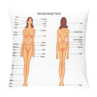 Personality  Medical Education Chart Of Biology For Female Body Parts Diagram Pillow Covers