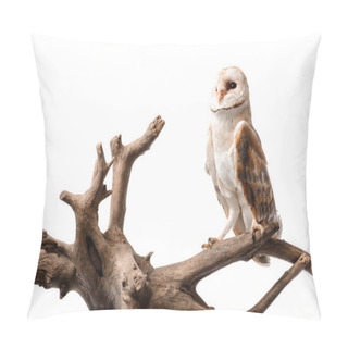 Personality  Cute Wild Barn Owl On Wooden Branch Isolated On White Pillow Covers