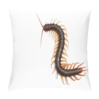 Personality  Giant Centipede Scolopendra Subspinipes Isolated On White Backgr Pillow Covers