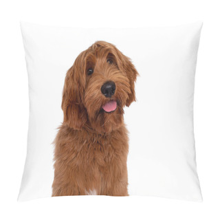 Personality  Head Shot Of Handsome Male Apricot Or Red Australian Cobberdog Aka Labradoodle. Looking Friendly To Camera With Cute Head Tilt. Black Nose, Pink Tongue Out. Isolated On White Background. Pillow Covers