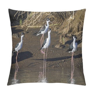 Personality  Black-necked Stilt - Himantopus Mexicanus, Black And White Stilt From New World Fresh Water, Costa Rica. Pillow Covers
