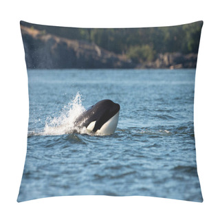 Personality  A Transient Orca Whale Or Killer Whale Jumping Out Of Water In Orcinus Orca, Vancouver Island, Canada Pillow Covers