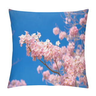 Personality  Tabebuia Rosea Is A Pink Flower Neotropical Tree And Blue Sky. Common Name Pink Trumpet Tree, Pink Poui, Pink Tecoma, Rosy Trumpet Tree, Basant Rani Pillow Covers