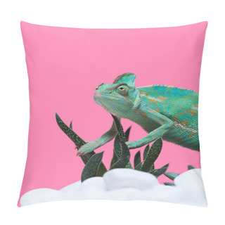 Personality  Beautiful Colorful Exotic Chameleon Crawling On Stones With Succulents Isolated On Pink Pillow Covers