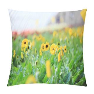 Personality  African Chrysanthemum Blooms In The Greenhouse Pillow Covers