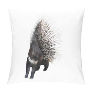 Personality  Porcupine Is Isolated On A White  Pillow Covers
