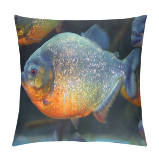 Personality  Red-bellied Piranha (Pygocentrus Nattereri ) In Brazil Pillow Covers