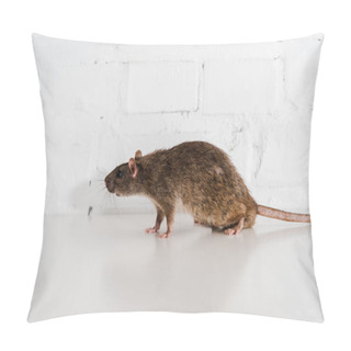 Personality  Grey And Small Rat On Table Near Brick Wall  Pillow Covers