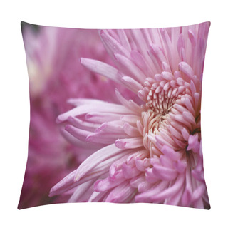Personality  The Chrysanthemum Has Blossomed. Large Flowers With A Considerable Quantity Of Pink Petals Have Formed A Bright Stain. Pillow Covers