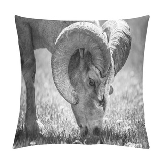 Personality  Bighorn Sheep Eating Dandelions Pillow Covers