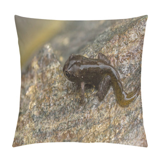 Personality  Tadpole Metamorphosis To Frog Pillow Covers