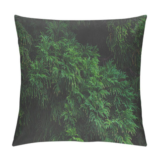 Personality  Green Plants In A Forest On Sao Miguel Island, Azores, Portugal Pillow Covers