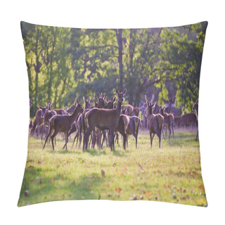 Personality  Herd Of Red Deer During Rut In Autumn Fall With Stags And Harem Pillow Covers