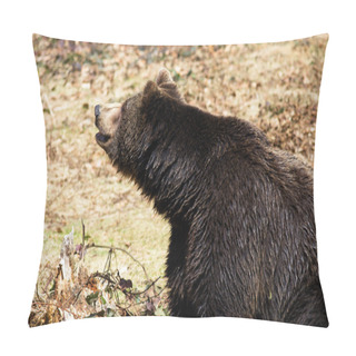 Personality  Brown Bear (Ursus Arctos) Pillow Covers