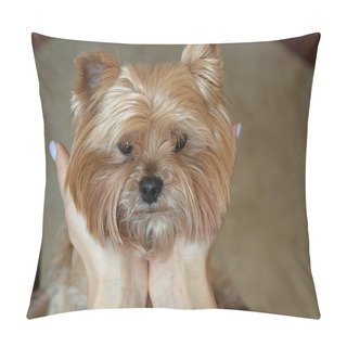 Personality  Yorkshire Terrier Portrait Close-up. Girl Holds The Head Of A Small Dog Pillow Covers