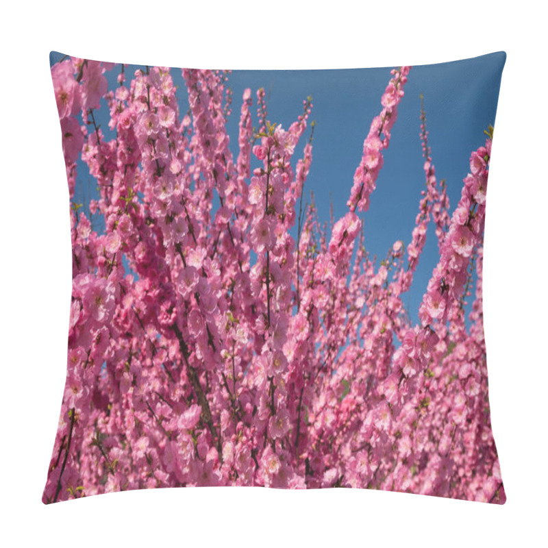 Personality  Sakura, cherry blossom, cherry tree with flowers. Oriental cherr pillow covers