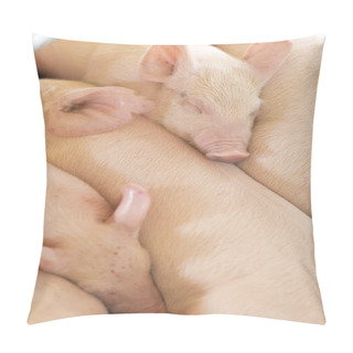 Personality  A Group Of Sleepy Piglets In The Farm Pillow Covers