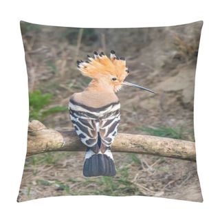 Personality  Hoopoe, Common Hoopoe (Upupa Epops) Eurasian Hoopoe Pillow Covers