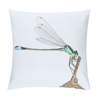 Personality  Damselflies (Ischnura Senegalensis) On Branch Pillow Covers