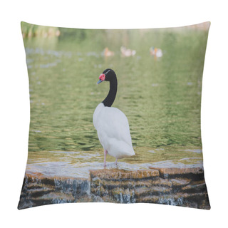 Personality  Selective Focus Of Beautiful White Swan With Black Neck Standing In Water  Pillow Covers