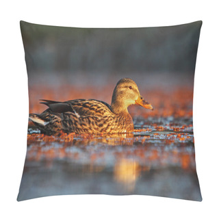 Personality  Female Mallard Duck In Water Pillow Covers