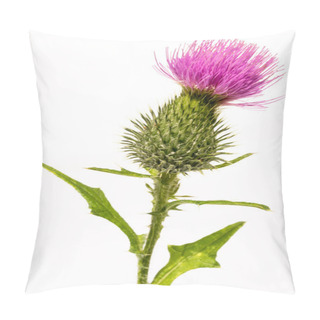 Personality  Silybum Marianum -milk Thistle Flower-head Isolated On White. Pillow Covers