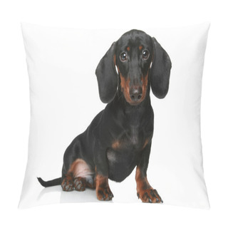 Personality  Mini Dachshund, Portrait On A White Background Pillow Covers