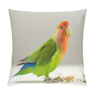 Personality  Colorful Agapornis Pillow Covers